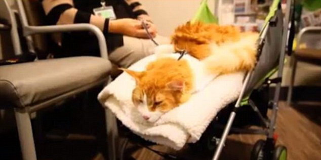O pisica a devenit alinarea pacientilor intr-un spital din Noua Zeelanda: cantareste 10 kg si toti vor sa fie in preajma ei
