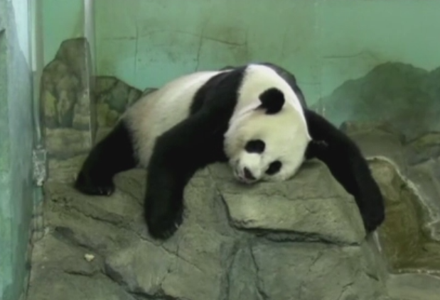 O femela panda de la ZOO din Washington a nascut doi pui. Momentul a fost transmis in direct pe internet