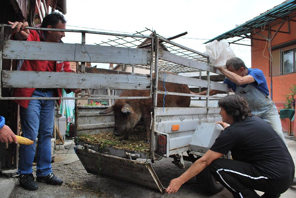 Fermierii clujeni, incurajati sa revina la cresterea raselor „rustice” de animale domestice