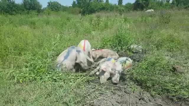 Planul prin care 2 bucuresteni au vrut sa pangareasca terenul "Marii Moschei". Muftiul Iusuf: "Vom face o slujba de sfintire"