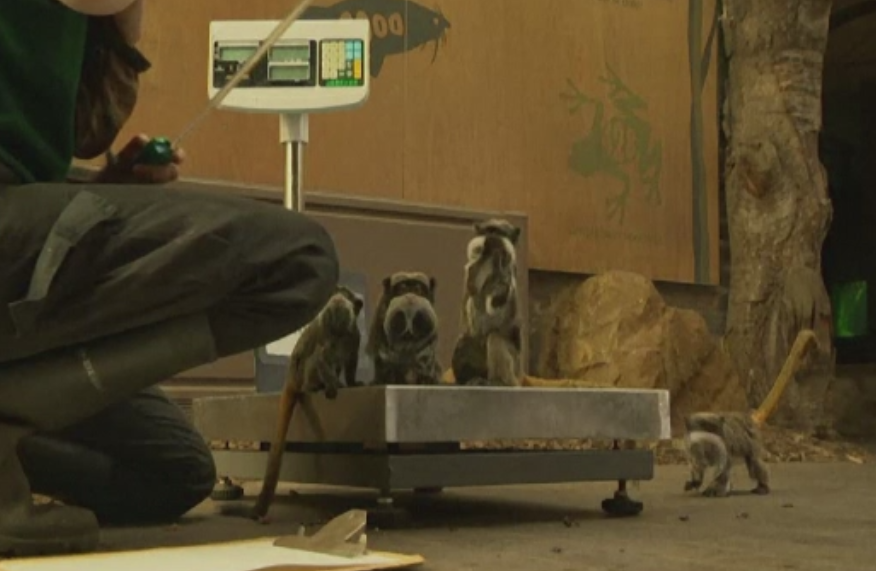 Aventura anuala de la ZOO din Londra. Cum au reusit angajatii sa cantareasca si sa masoare toate animalele