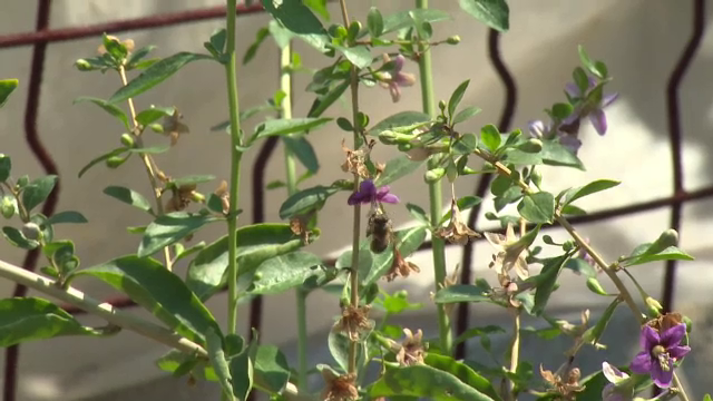 Un barbat din Arges a murit dupa ce a fost intepat de o viespe. Omul era alergic si a intrat in soc anafilactic