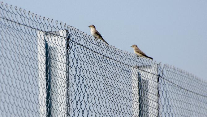 Estonia va ridica un gard inalt de 2,5 metri, de-a lungul granitei sale cu Rusia pentru a "proteja Zona Schengen"