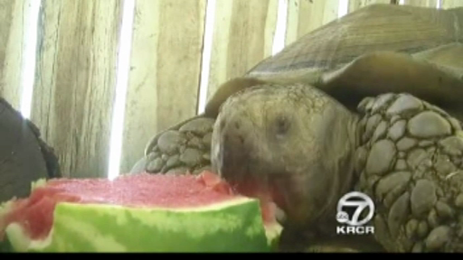 O testoasa de 80 de kilograme a blocat o sosea aglomerata si a ajuns la stiri. Ce au descoperit jurnalistii la scurt timp