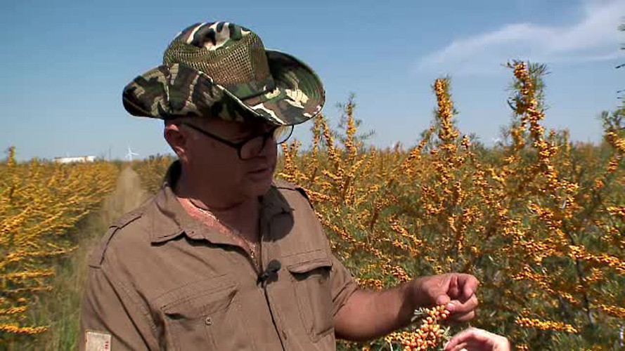 Secretul ascuns de un arbust plin de tepi si cu fructe acre. Un fermier a investit sute de mii de euro in cultivarea lui