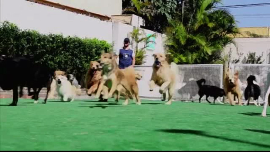 Tara unde cainii au parte de petreceri si piscine speciale. "Investesc mai mult de jumatate din salariu in animale"