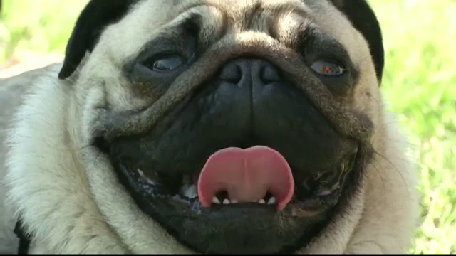 Concurs de alergare pentru cei mai lenti catei la Berlin. Rasa este extrem de populara in capitala Germaniei