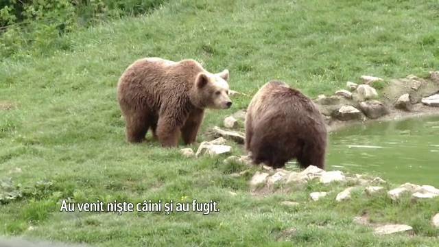 Un baiat de 13 ani, atacat de o ursoaica la o stana din judetul Cluj. Ciobanul care a sarit sa-l apere are rani grave