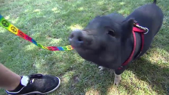 Americanii isi abandoneaza porcii cumparati pe post de animale de companie. Motivul pentru care renunta la ei