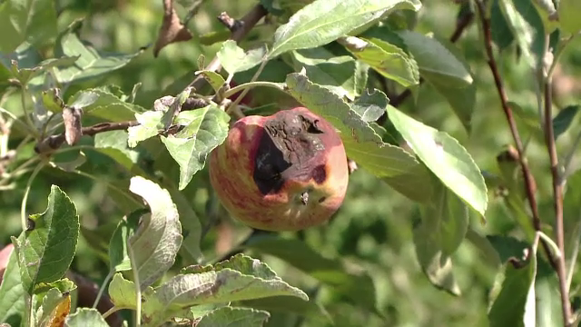 Seceta a lasat Romania fara mere: productia e de trei ori mai mica fata de anul trecut. Singurele livezi care au rezistat