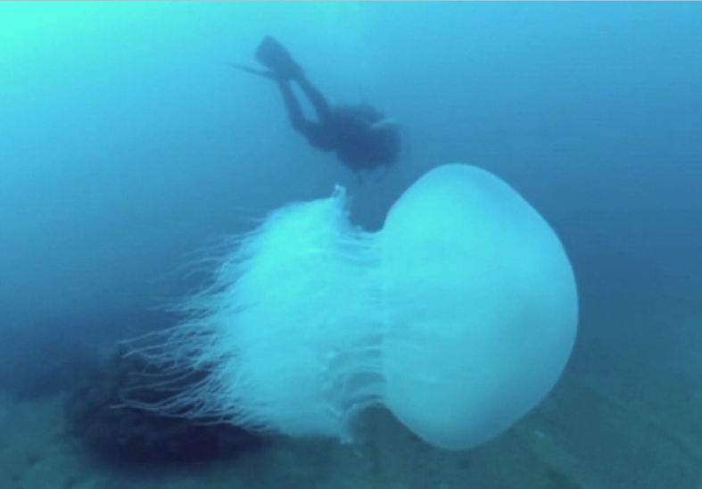 Invazie de meduze pe plajele de la Marea Mediterana. Care este motivul migratiei masive a creaturilor marine