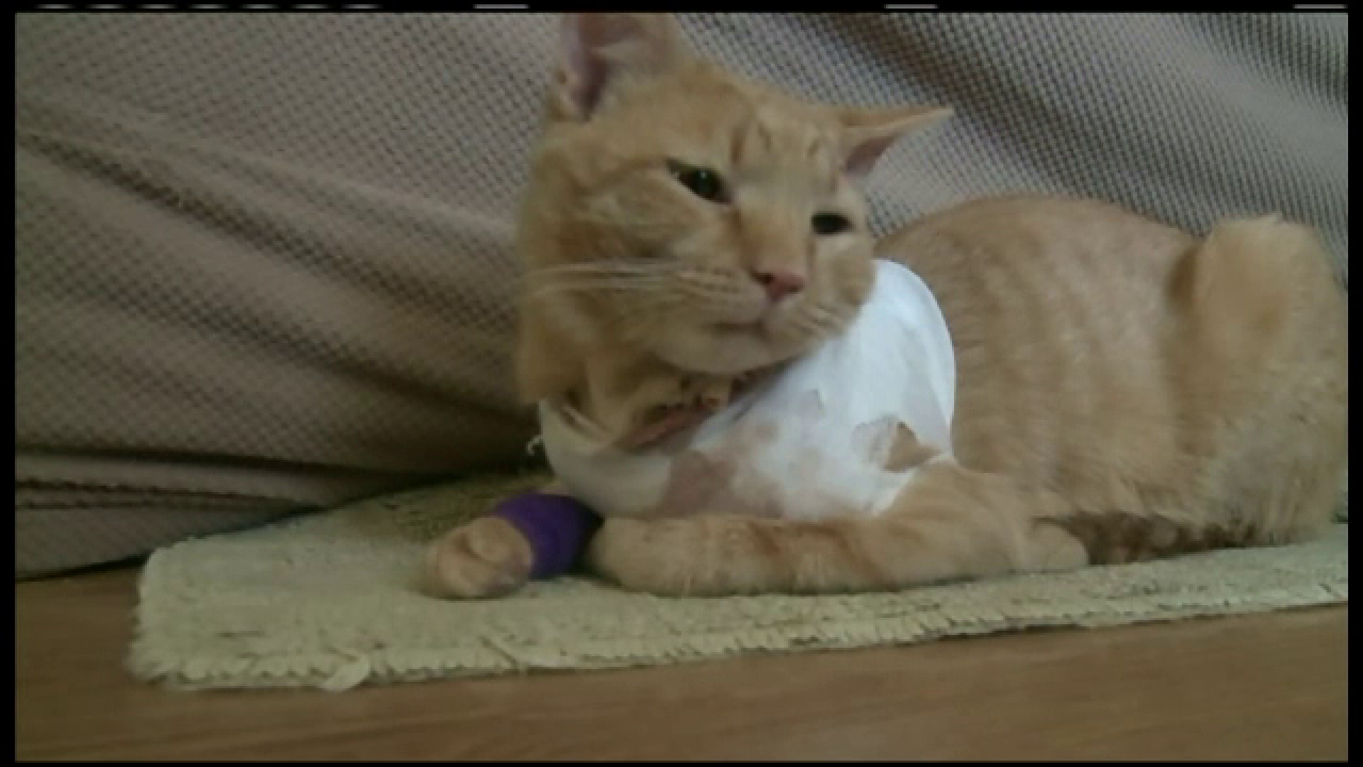 Pisica ce a devenit eroina dupa ce a incasat un glont in locul stapanului. Intamplarea aproape ireala traita de Opie