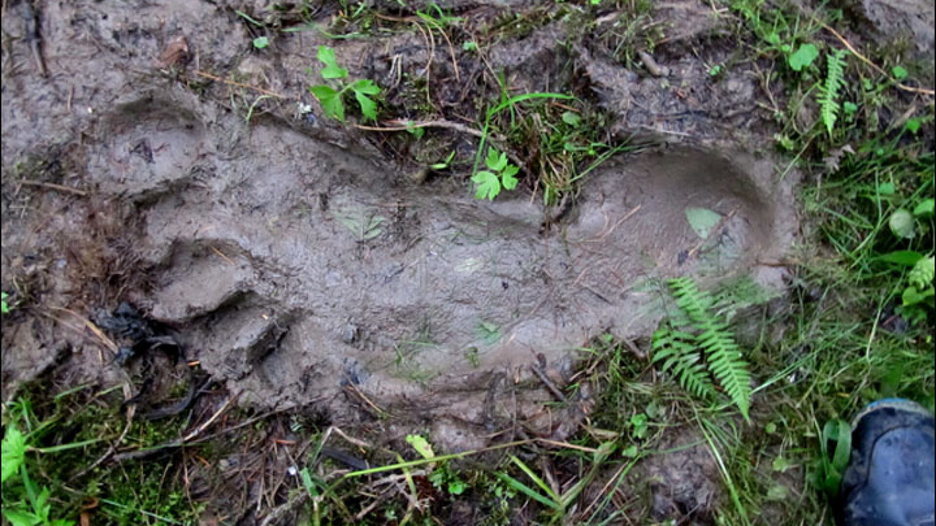 Urma uriasa de picior descoperita intr-o padure din Siberia. "Este dovada ca Yeti exista"