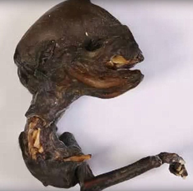 Trupul unei creaturi bizare a fost descoperit in Rusia, iar oamenii de stiinta nu reusesc sa spuna despre ce e vorba