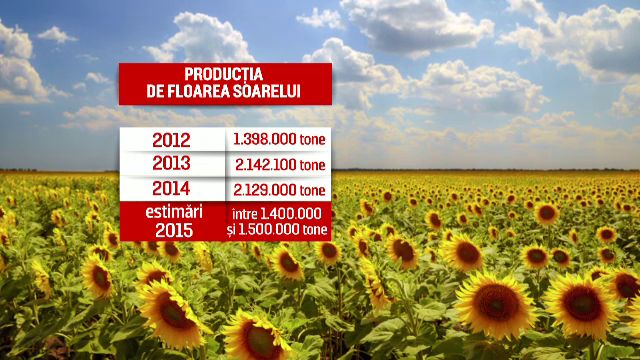 Seceta a afectat culturile de floarea soarelui: productia, la jumatate fata de anul trecut. Cu cat se poate scumpi uleiul