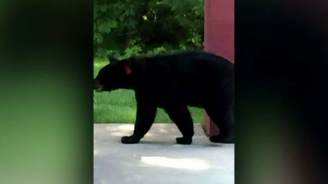 Un urs din SUA si-a petrecut vara langa oameni, dar acum autoritatile i-au pus gand rau. Cum vor sa-l salveze locuitorii