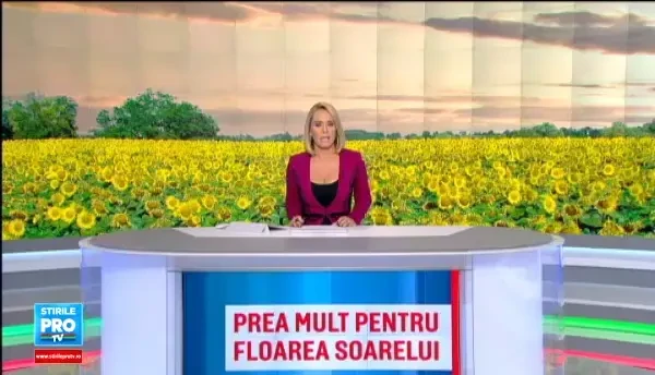 Seceta a afectat culturile de floarea soarelui: productia, la jumatate fata de anul trecut. Cu cat se poate scumpi uleiul