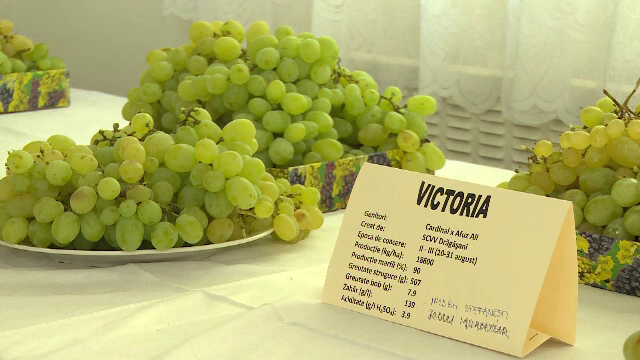 Strugurii de masa, la mare cautare dupa unul dintre cei mai buni ani din viticultura Romaniei. Cu cat se vinde un kilogram