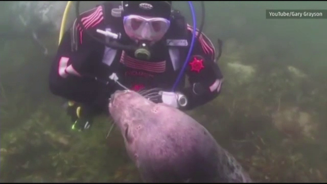 Intalnire incredibila pe fundul marii. Ce s-a intamplat in momentul in care o foca s-a apropiat de un scafandru. VIDEO