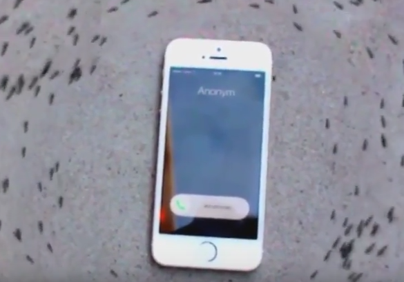 Reactia incredibila a unor furnici in jurul unui iPhone care vibreaza. De ce incep sa mearga in cerc. VIDEO