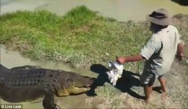 Se trezeste fata in fata cu un crocodul urias, iar ceea ce urmeaza este total neasteptat. Momentul a fost filmat