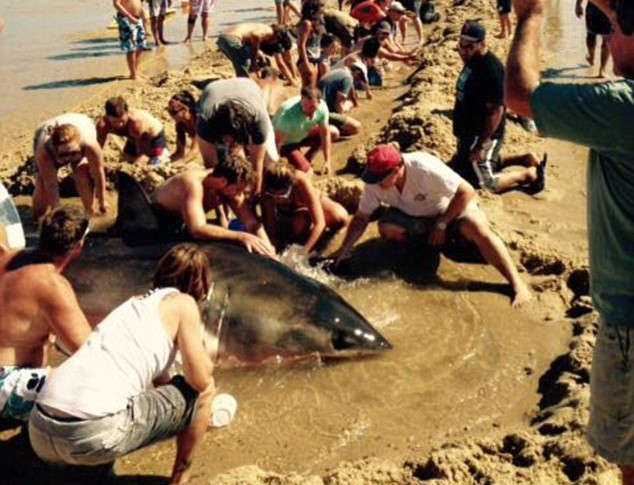 Momentul in care mai multe persoane incearca sa salveze un rechin esuat pe o plaja. Ce s-a intamplat in final. VIDEO