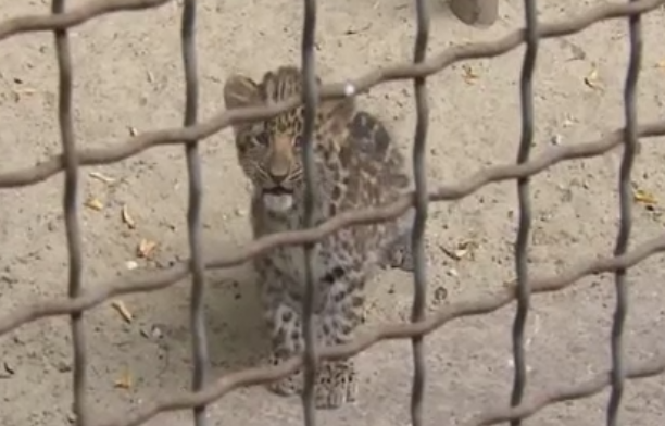 Trei pui de leopard, prezentati in premiera vizitatorilor de la Gradina Zoologica din Rostov-pe-Don, din Rusia