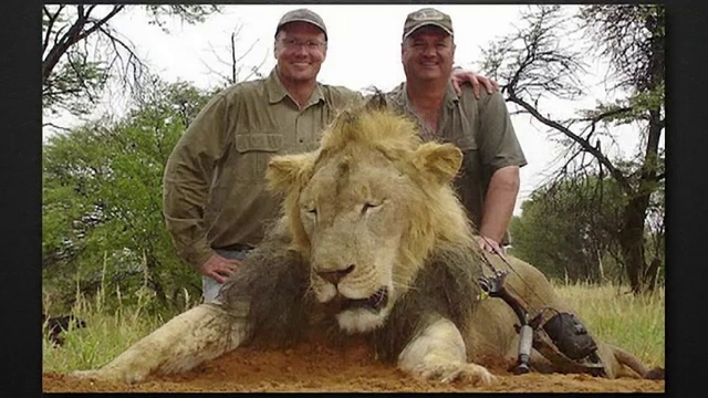 Dentistul american care l-a ucis pe leul Cecil in Zimbabwe s-a intors la cabinetul sau. Cum a fost asteptat