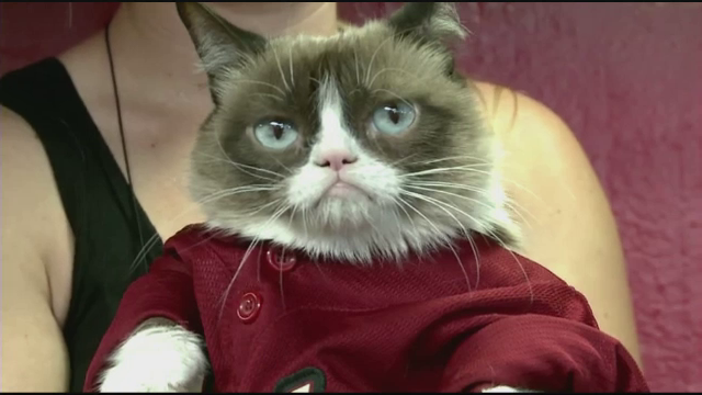 Grumpy Cat, invitata sa dea lovitura de incepere a unui meci de baseball. Ce reactii a starnit