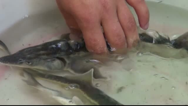 Specialisti din 15 tari solicita prelungirea perioadei de prohibitie pentru sturioni in Dunare