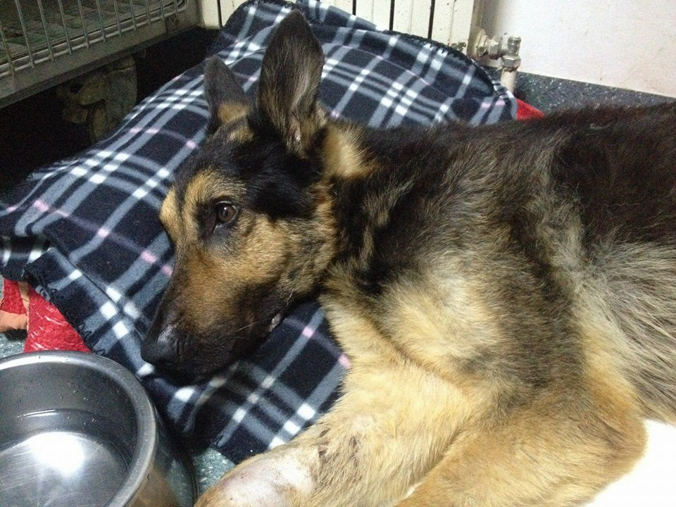 Max, cainele erou al armatei romane, a murit. "Va multumeste pentru ca l-ati iubit si va promite ca va veghea de sus"