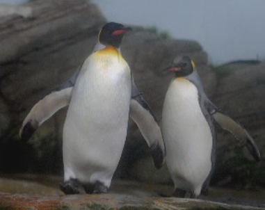 Cercetatorii britanici au aflat motivul pentru care pinguinii sunt un exemplu de fidelitate. Ce ii tine impreuna