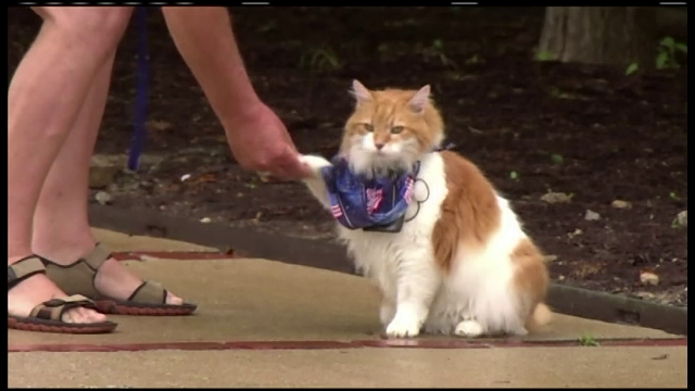 Marley, motanul care merge in lesa si se crede caine. Cum l-a dresat stapanul sa raspunda la comenzi