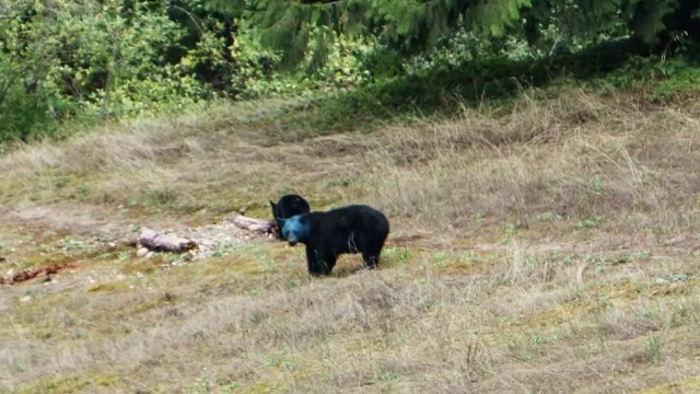 Urs cu capul albastru fotografiat in Canada. Cum explica specialistii "fenomenul"