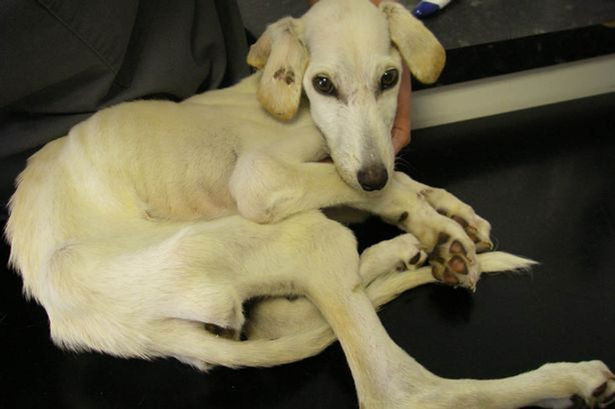 Era atat de infometat, incat i se vedeau coastele. Cum a fost gasit un catel de 4 luni, abandonat in conditii groaznice