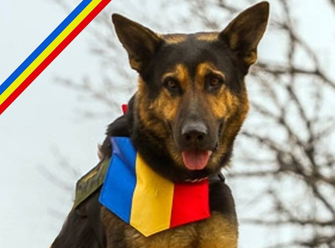 Max, cainele erou al Armatei Romane, a fost inmormantat cu onoruri militare. "Va ramane mereu in sufletul meu". VIDEO