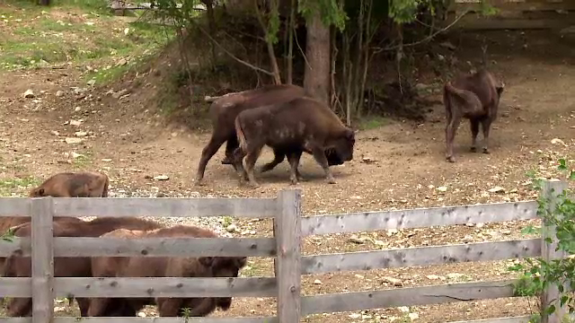 Padurile din zona Banatului, pline cu zeci de zimbri adusi din Europa. Cum pot fi vizitati de turisti