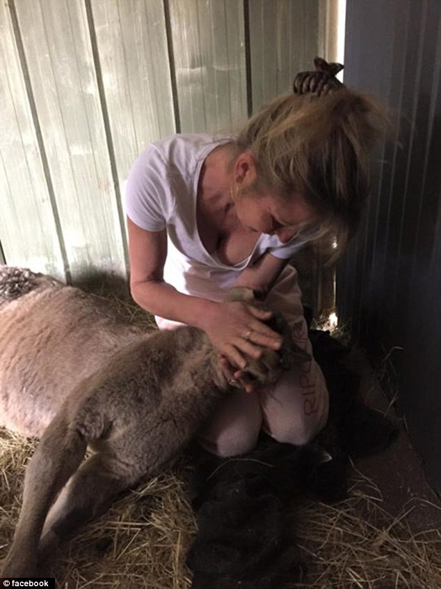 Cruzime extrema intr-un oras australian. Un cangur care a trait timp de 9 zile cu o sageata in cap a murit din cauza ranilor