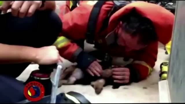 Imagini emotionante difuzate in direct in Spania. Pompierii s-au luptat minute intregi sa salveze un catelus intoxicat cu fum