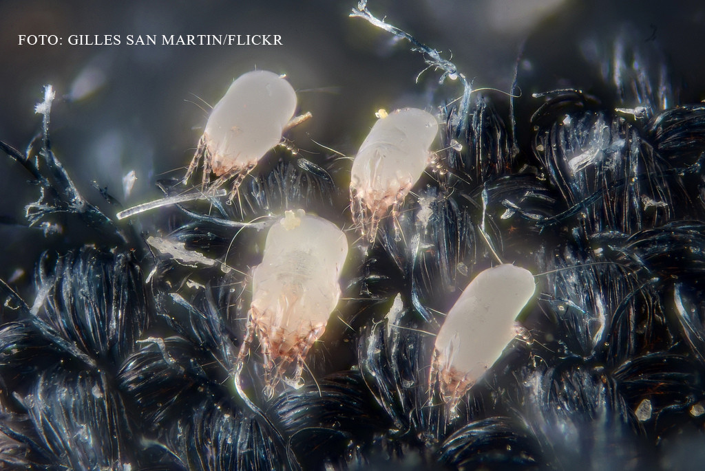 Ce riscam daca ne facem patul in fiecare dimineata. Sfatul cercetatorilor britanici: "Lasati-l asa pana seara"