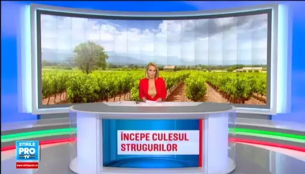 Seceta a dublat productia de struguri din Romania in acest an, iar viticultorii anunta ca vinul va fi unul de calitate