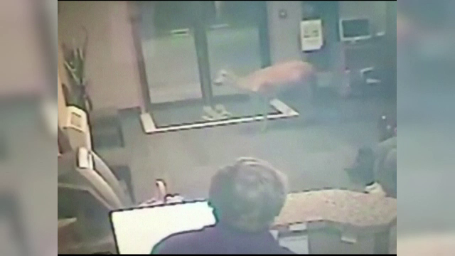 O caprioara a facut dezastru intr-un hotel din SUA. Imaginile surprinse de camerele de supraveghere