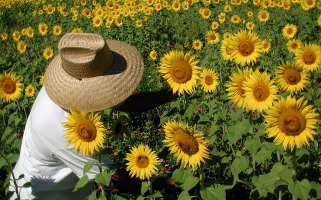 Adevarul despre semintele de floarea soarelui. Cum trebuie consumate pentru a nu distuge efectele benefice