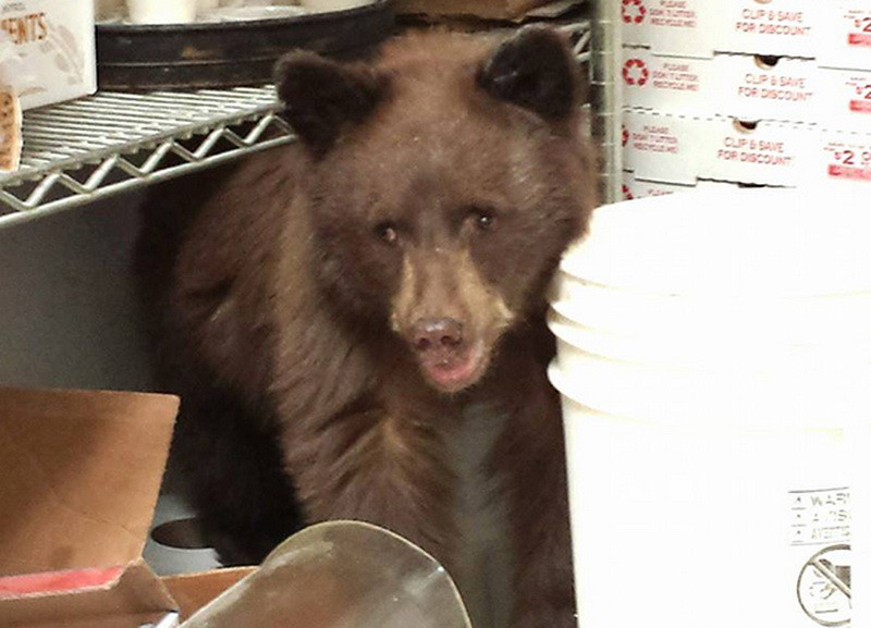 Adevarul din spatele acestei imagini! Cum a ajuns un pui de urs intr-o pizzerie