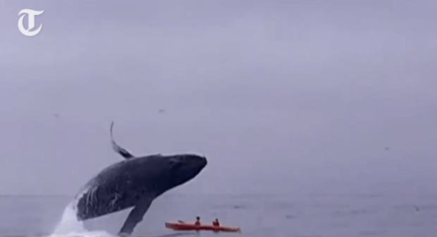 Momentul incredibil in care o balena aterizeaza pe un caiac in care se aflau 2 turisti. "Parca a aterizat un autobuz pe noi"