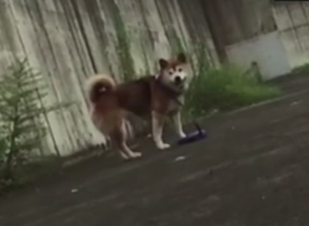 Cum reactioneaza cainii cand stapanii lor simuleaza un lesin pe strada. Experimentul care i-a dezamagit pe oameni