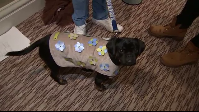 Defilare de moda pentru catei, la un hotel de lux din Londra. Cum au aratat tinutele patrupedelor prezentate pe podium