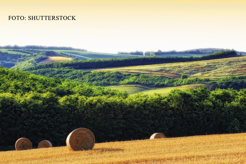 "Mina de aur" pentru fermierii romani. Fructele care rezista la seceta, nu necesita investitii si se vand cu 30 de lei/kg