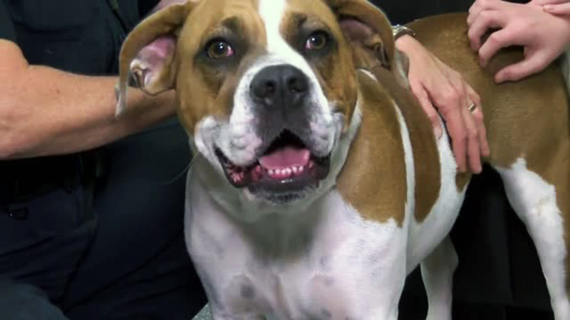 "Am nevoie sa-mi impuste cineva cainele, nimeni n-are curaj". Motivul pentru care o femeie a postat acest mesaj pe Facebook