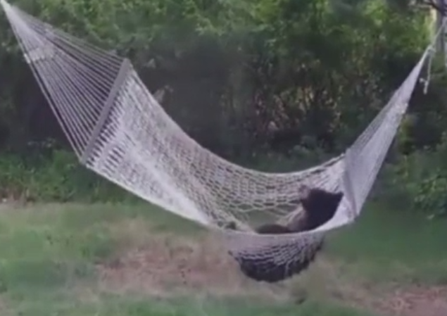 Ursul care a descoperit distractia intr-un hamac. Aventura animalului pentru a se mentine in pozitie. VIDEO
